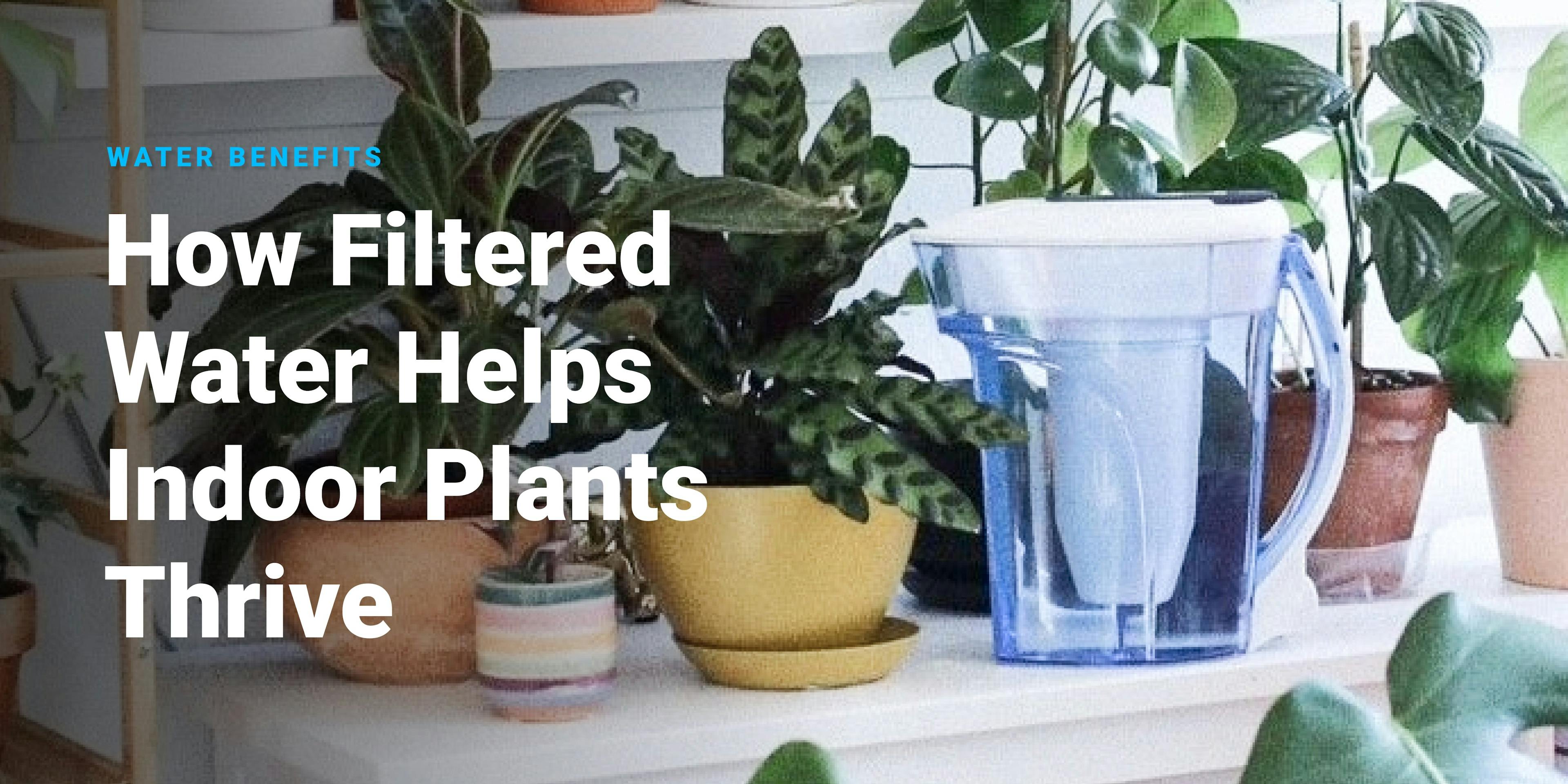 How Filtered Water Helps Indoor Plants Thrive