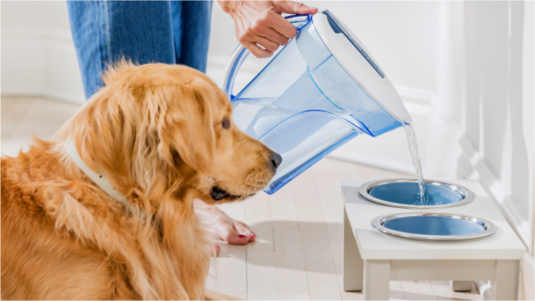 A golden retriever watching their owner fill their bowl with a ZeroWater pitcher