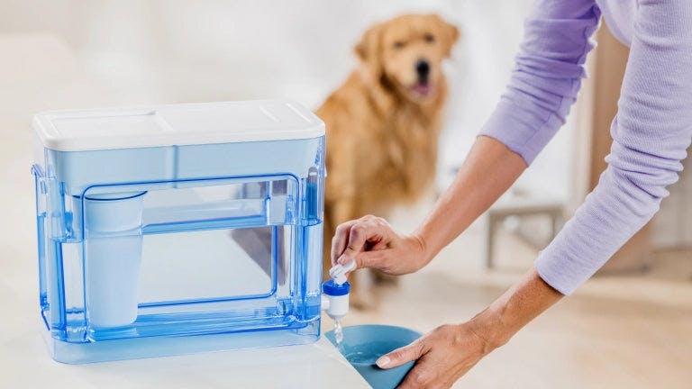 Filling a pet's water bowl with a ZeroWater dispenser