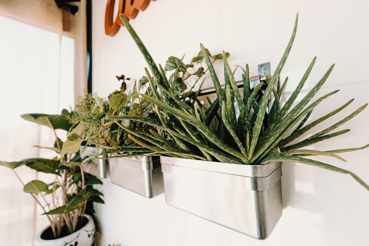 How Filtered Water Helps Indoor Plants Thrive